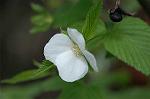 Dcim5963/DSC_6544