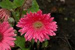 Dcim5963/DSC_6549