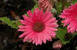 Dcim5963/DSC_6550
