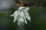 Dcim5963/DSC_6592