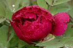 Dcim5963/DSC_6631