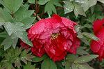 Dcim5963/DSC_6637