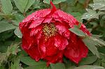 Dcim5963/DSC_6643