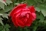 Dcim5963/DSC_6646