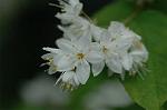 Dcim5964/DSC_6687