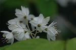 Dcim5964/DSC_6692