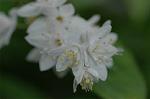 Dcim5964/DSC_6697
