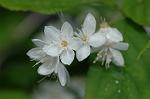 Dcim5964/DSC_6707
