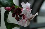 Dcim5964/DSC_6744