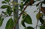 Dcim5964/DSC_6773