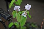 Dcim5965/DSC_2940