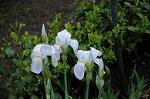 Dcim5965/DSC_2977