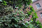 Dcim5966/DSC_3096