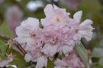 Dcim5967/DSC_6883