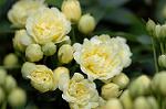 Dcim5967/DSC_6899