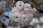 Dcim5967/DSC_6944