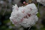 Dcim5967/DSC_6945