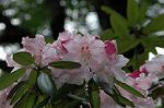 Dcim5968/DSC_6978