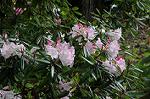 Dcim5969/DSC_3244