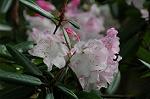 Dcim5969/DSC_3247
