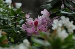 Dcim5969/DSC_3252