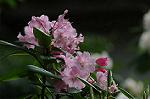 Dcim5969/DSC_3259