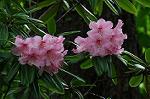Dcim5969/DSC_3271