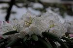 Dcim5970/DSC_3390
