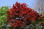 Dcim5972/DSC_3526