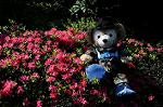 Dcim5972/DSC_3555