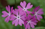 Dcim5983/DSC_7478