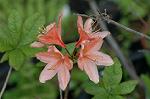 Dcim5983/DSC_7506