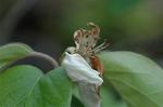 Dcim5984/DSC_7559
