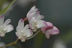 Dcim5984/DSC_7615