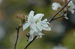 Dcim5984/DSC_7623