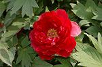 Dcim5985/DSC_7699