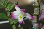 Dcim5985/DSC_7747