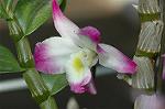 Dcim5985/DSC_7748