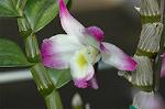 Dcim5985/DSC_7749
