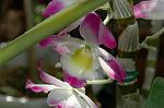 Dcim5985/DSC_7764