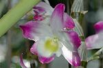 Dcim5985/DSC_7767