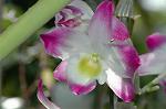 Dcim5985/DSC_7769