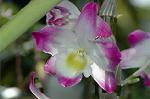 Dcim5985/DSC_7772