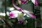 Dcim5985/DSC_7774