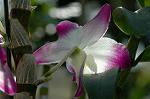 Dcim5985/DSC_7775