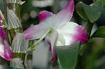 Dcim5985/DSC_7776