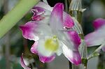Dcim5985/DSC_7779