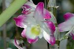 Dcim5985/DSC_7780