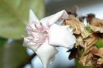 Dcim5985/DSC_7790