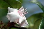 Dcim5985/DSC_7796